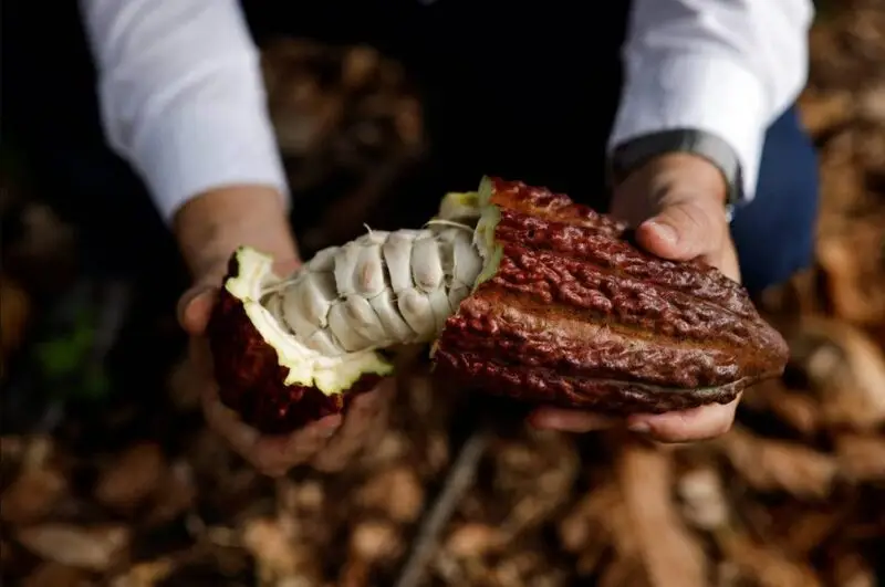 Brazilian cacao farming operations