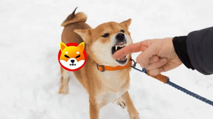 After Barking Non-Stop, Shiba Inu Coin Bites Investors