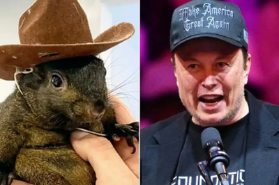 Peanut The Squirrel (PNUT) Rallies 1091% After Elon Musk's Post