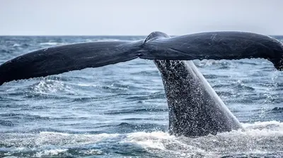 What Is Black Whale, The Crypto That Rallied 400% in 24 Hours?